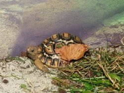 Želva pardálí (Stigmochelys pardalis babcockii)