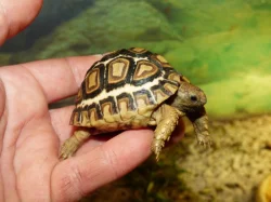 Želva pardálí (Stigmochelys pardalis babcockii)