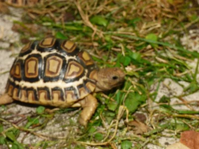 Želva pardálí (Stigmochelys pardalis babcockii)