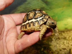 Želva pardálí (Stigmochelys pardalis babcockii)