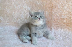 Kocourek Velvet Princ s PP