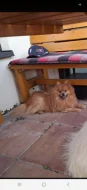 Daruji nemeckeho spice