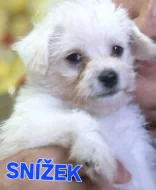 Štěňata