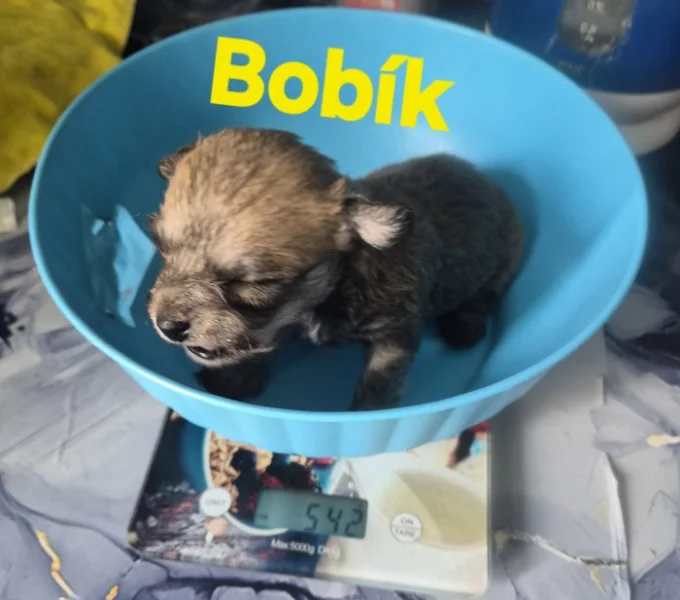 Štěňata
