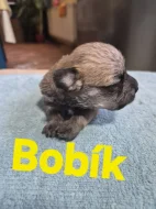 Štěňata