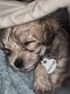 Štěňata