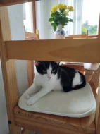 Kočička Lucinka hledá nový domov