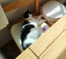 Kočička Lucinka hledá nový domov