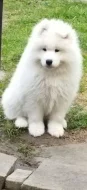Samojed - štěně