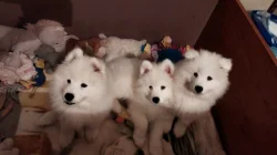 Samojed - štěně