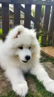 Samojed - štěně
