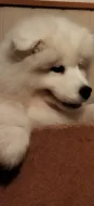 Samojed - štěně