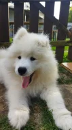 Samojed - štěně
