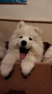 Samojed - štěně