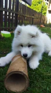 Samojed - štěně