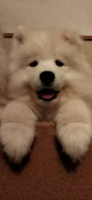 Samojed - štěně