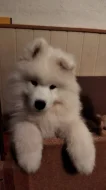 Samojed - štěně