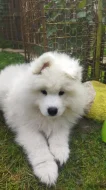 Samojed - štěně