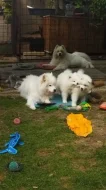 Samojed - štěně