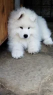 Samojed - štěně