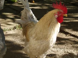 Prodám kohouta do chovu