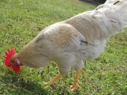 Prodám kohouta do chovu