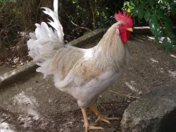 Prodám kohouta do chovu