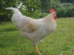 Prodám kohouta do chovu