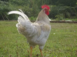 Prodám kohouta do chovu