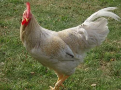 Prodám kohouta do chovu
