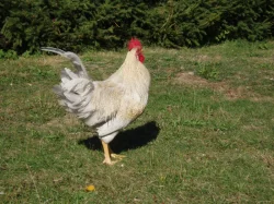 Prodám kohouta do chovu