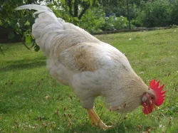 Prodám kohouta do chovu