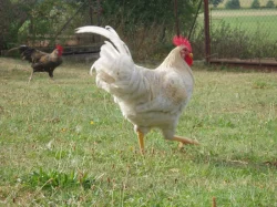 Prodám kohouta do chovu