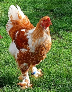 Brahmánka