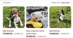Množírna Westík , bígl Jan Jůna a Eva Sklenková