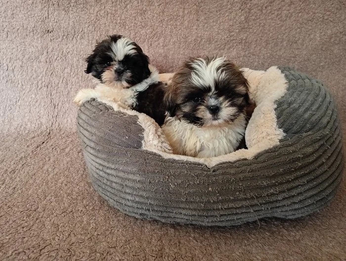 Shih - tzu - štěňátka bez pp