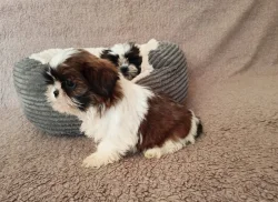 Shih - tzu - štěňátka bez pp