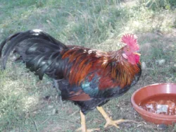 Kohout, kohouti do chovu