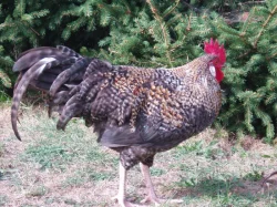Kohout, kohouti do chovu