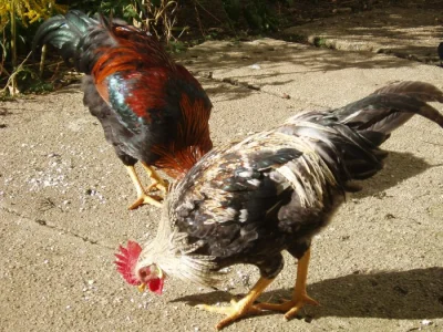 Kohout, kohouti do chovu