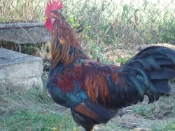 Kohout, kohouti do chovu