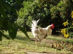 Kohout, kohouti do chovu