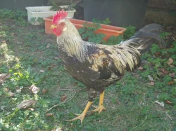 Kohout, kohouti do chovu