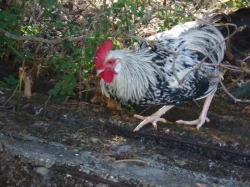 Kohout, kohouti do chovu