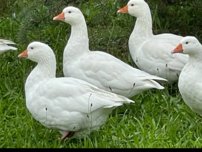 Husa Česká s rodokmenem