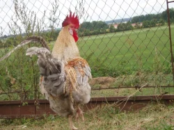 Nádherně zbarvený kohout do chovu na prodej