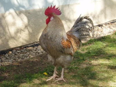 Nádherně zbarvený kohout do chovu na prodej
