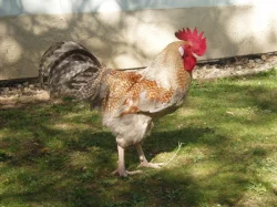 Nádherně zbarvený kohout do chovu na prodej