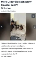 Množírna Jezevčici Jindřichův Hradec Fencl Roman