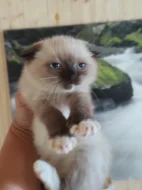 Krásná koťátka Skotská klapouchá